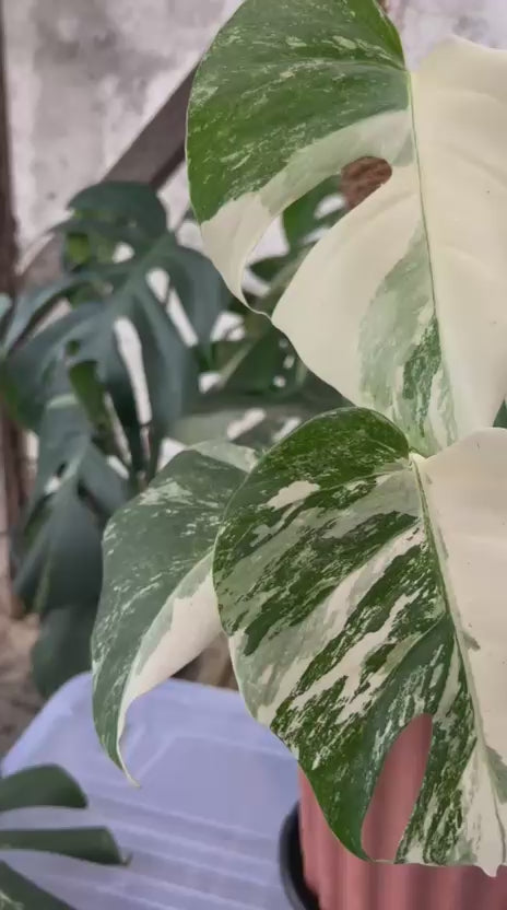 RP60-2 Monstera Albo Variegated