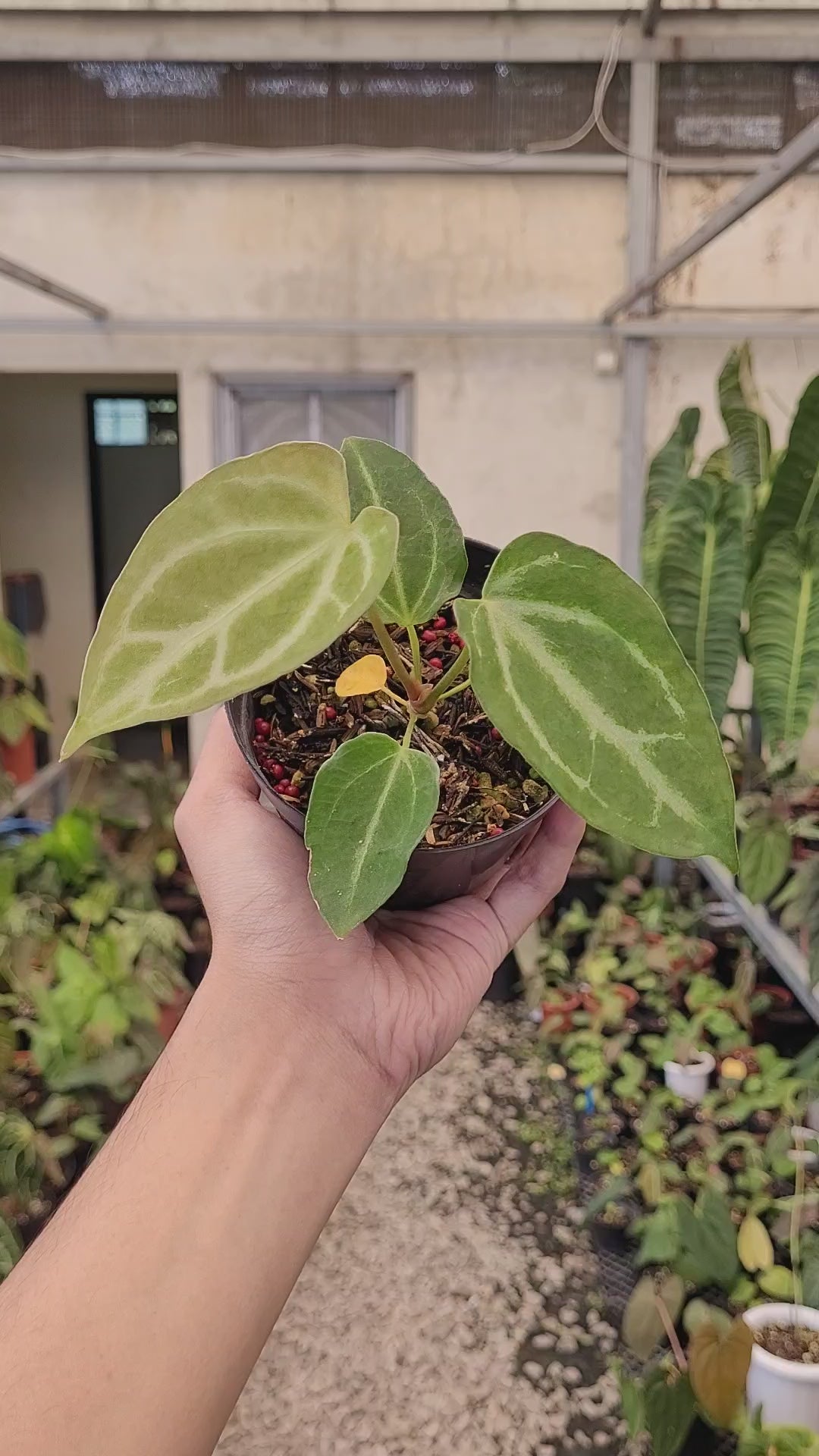 Anthurium Fairchild