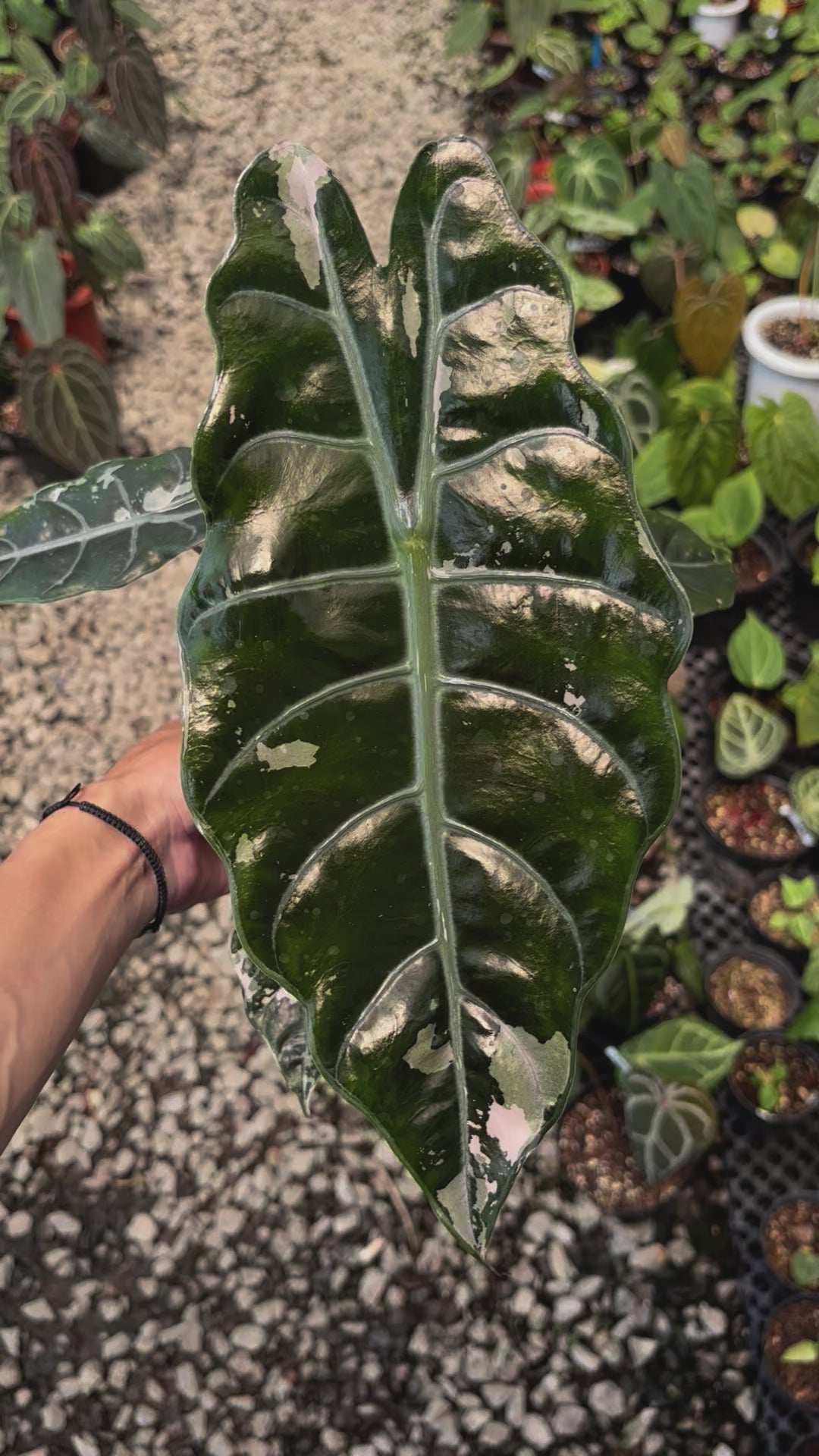 Alocasia Chantrieri Pink Variegated