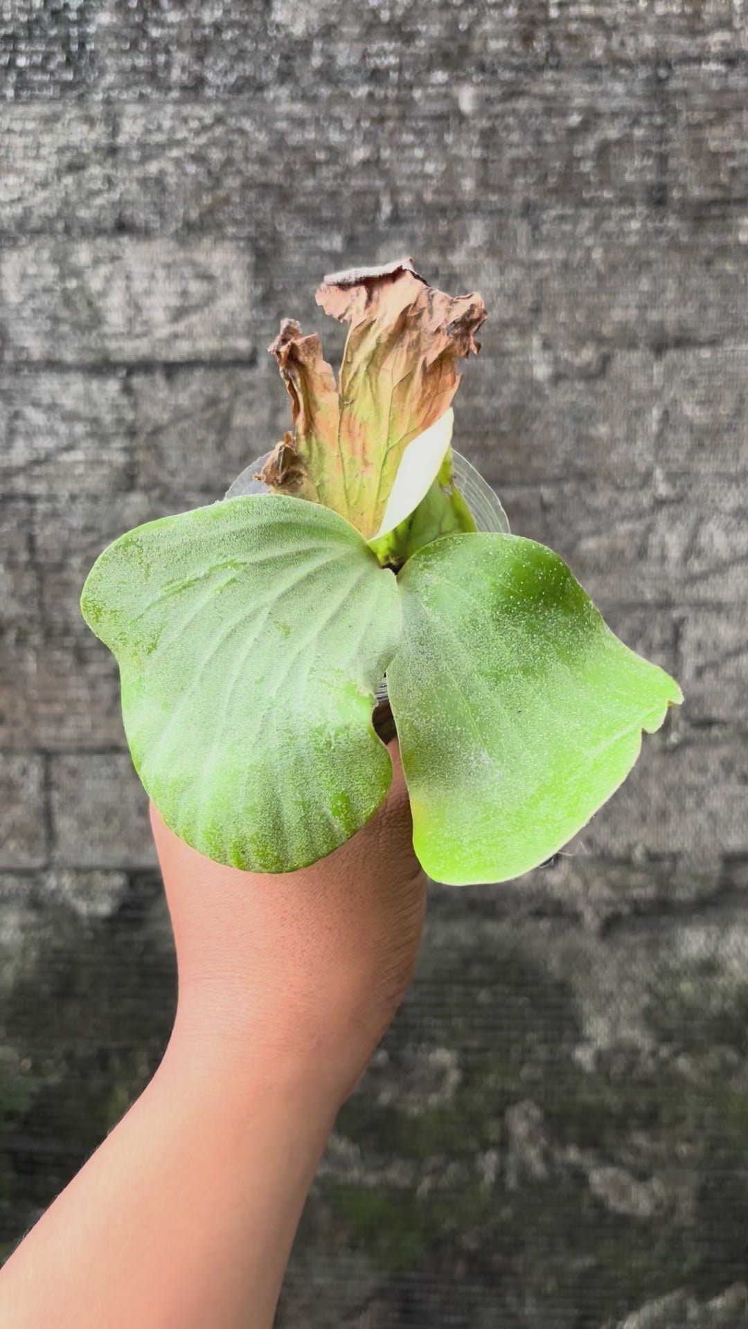 Platycerium Elephantotis