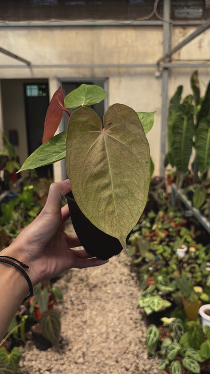 Anthurium Papilillaminum Pink Mint Variegated