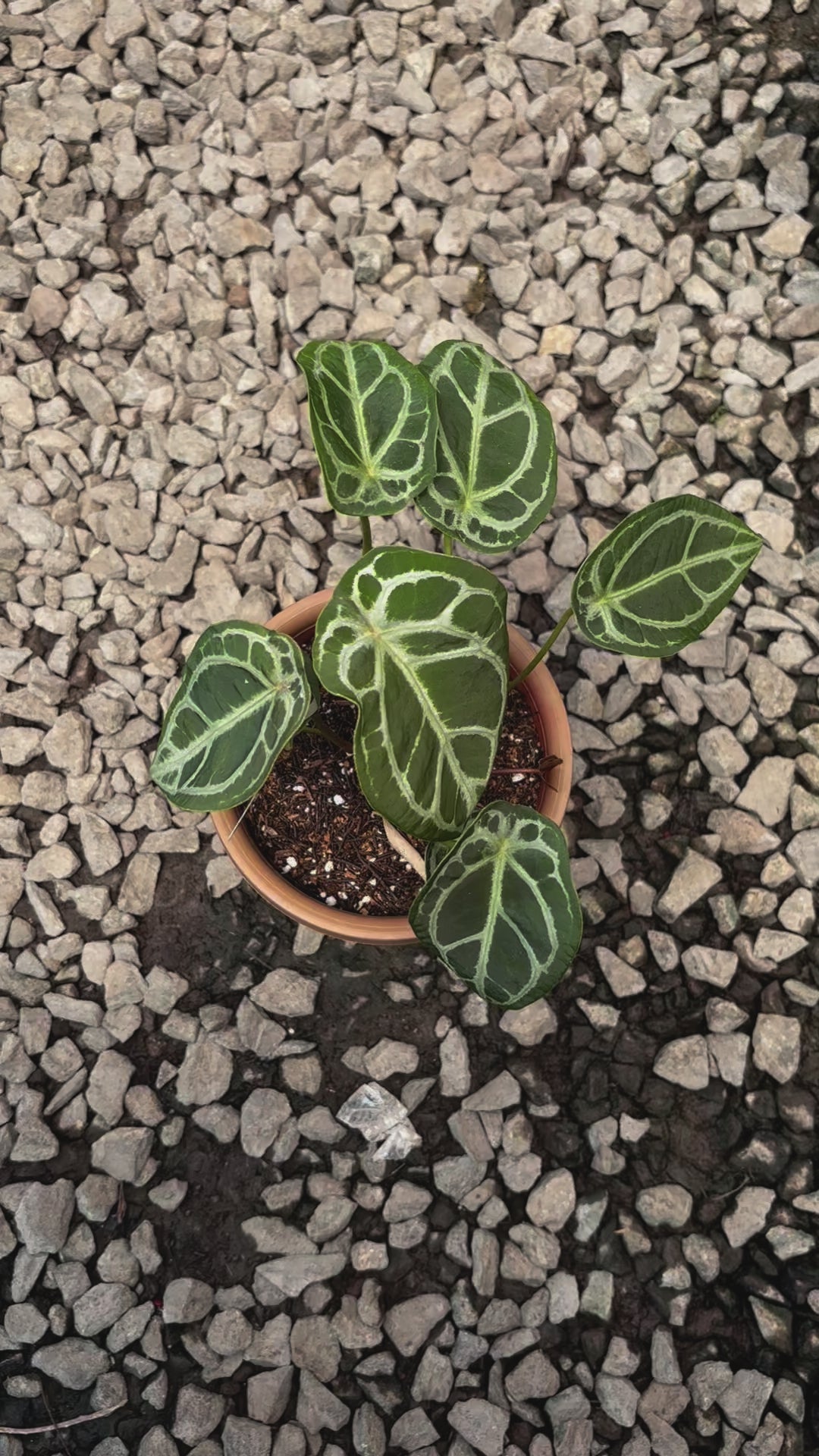 Anthurium Silver Forgetii