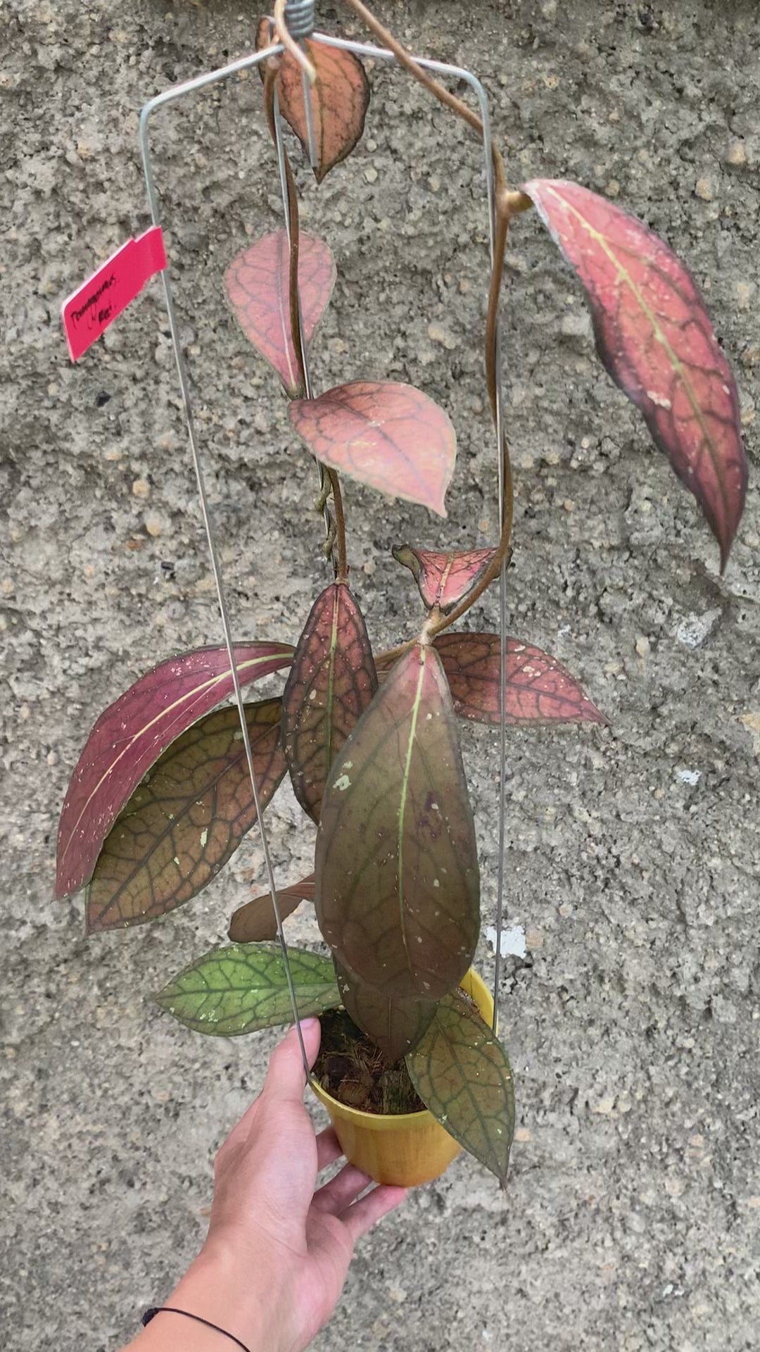 Hoya Sp Tanggamus Red