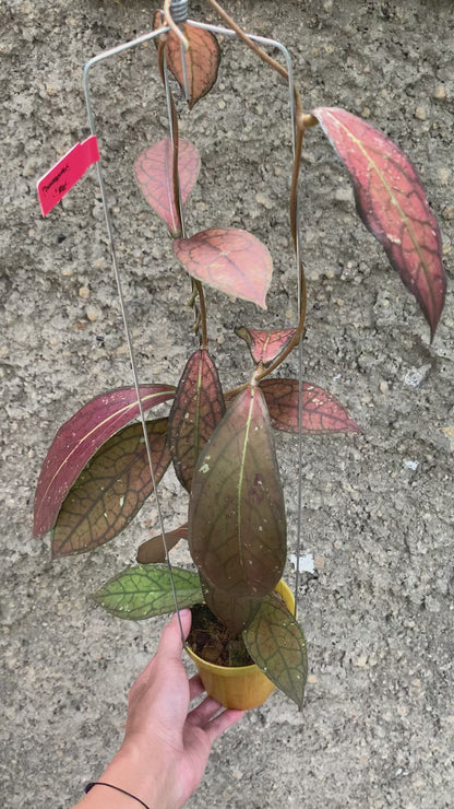 Hoya Sp Tanggamus Red