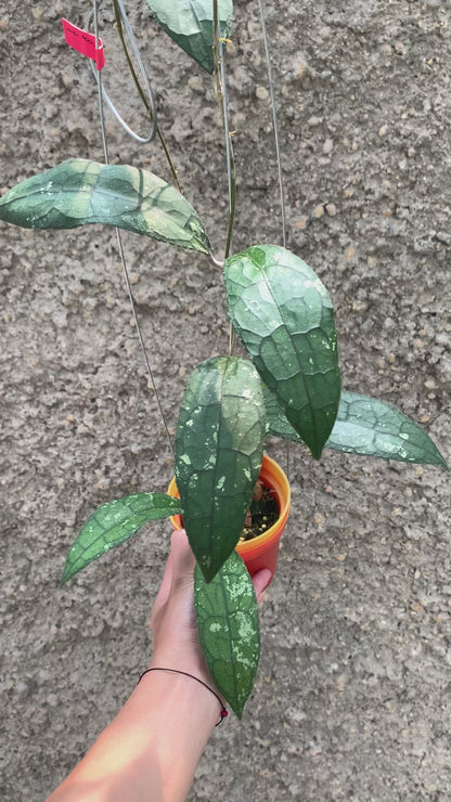 Hoya Clemensiorum Aceh