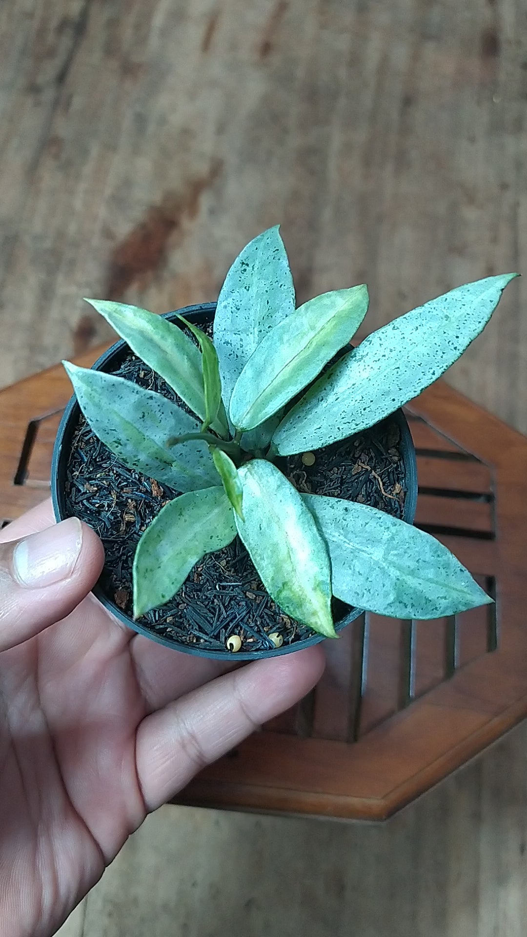 Hoya Lacunosa Winter Pandora