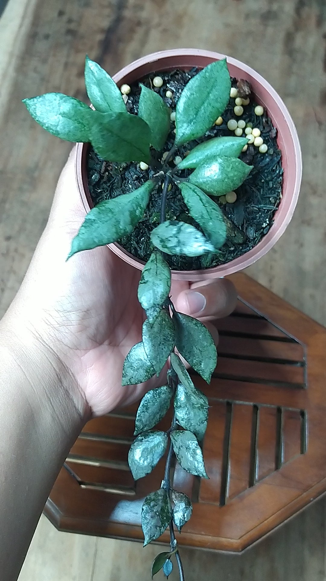 Hoya Lacunosa Violet