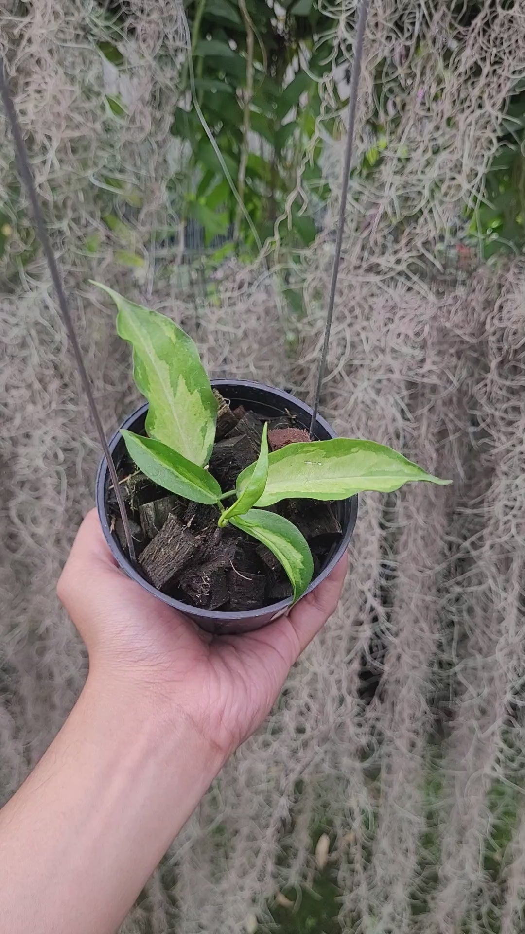 Hoya Kenejiana Variegated