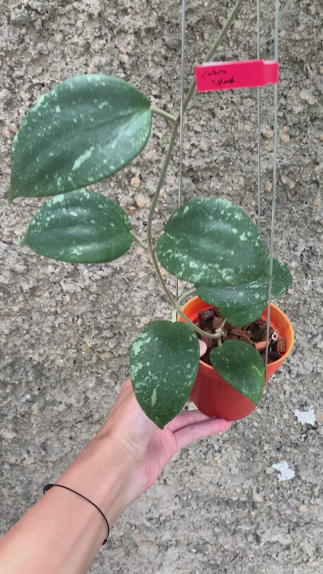 Hoya Glabra Splash