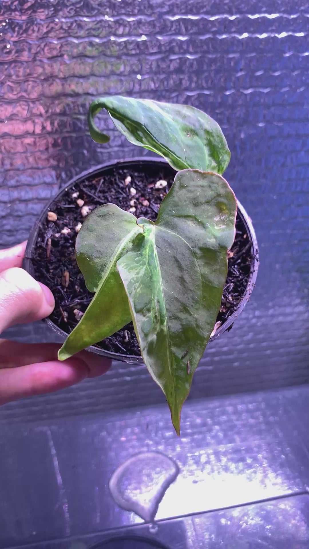 RP67-8	Anthurium Papilillaminum Mutation