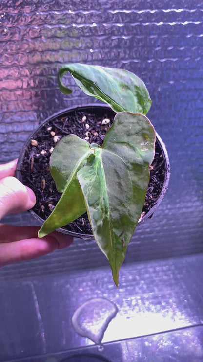 RP67-8	Anthurium Papilillaminum Mutation