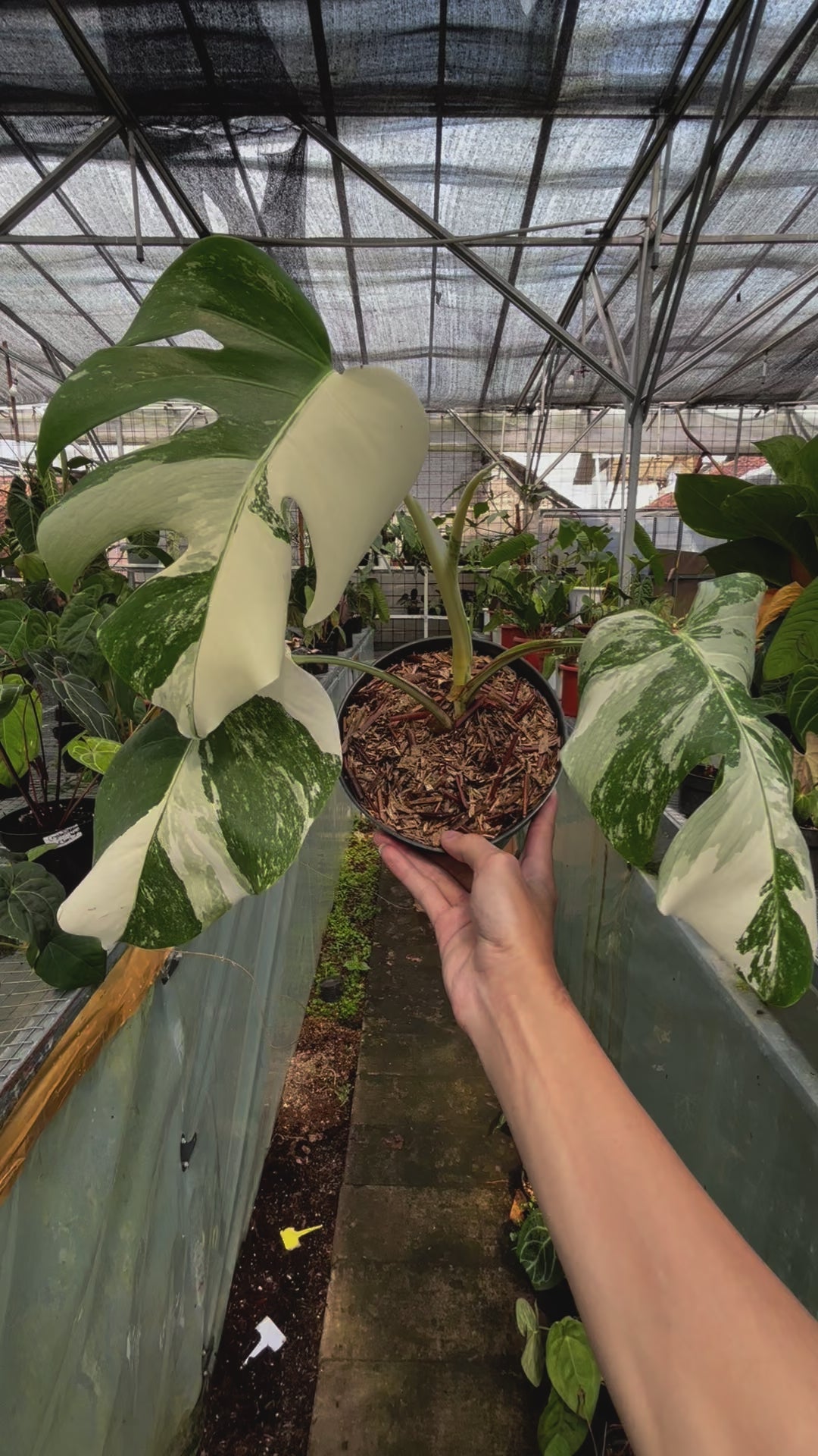 RP002-3 Monstera Albo Variegated