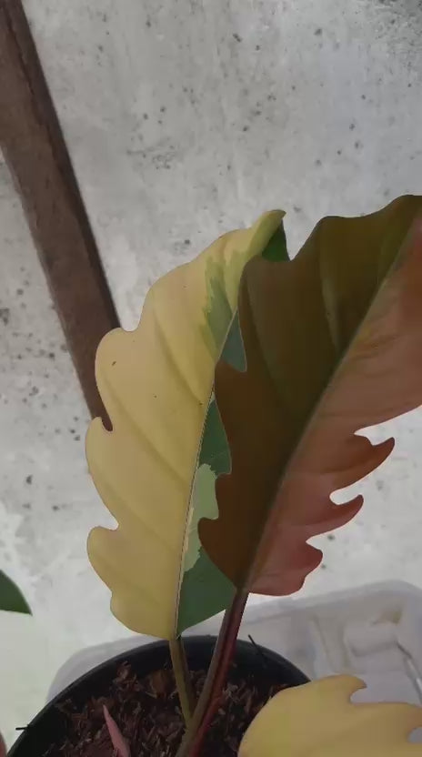 RP94-5 Philodendron Caramel Marble Variegated Mature Size