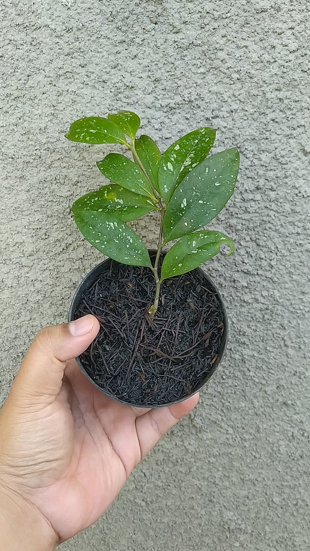 Hoya SP Garut