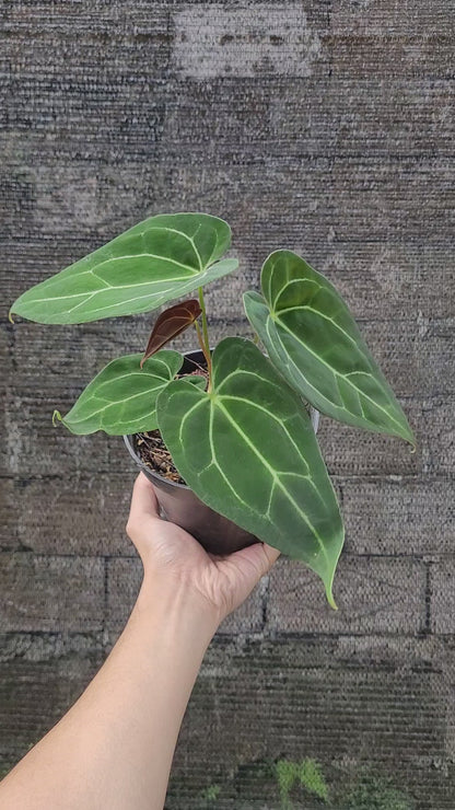 Anthurium Papillilaminum x Red Spider