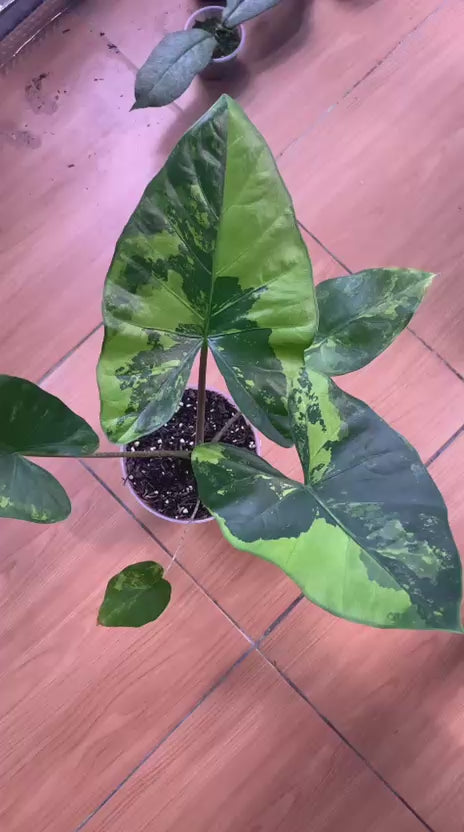 RP105-6	Alocasia Flemingiana Variegated Big Size