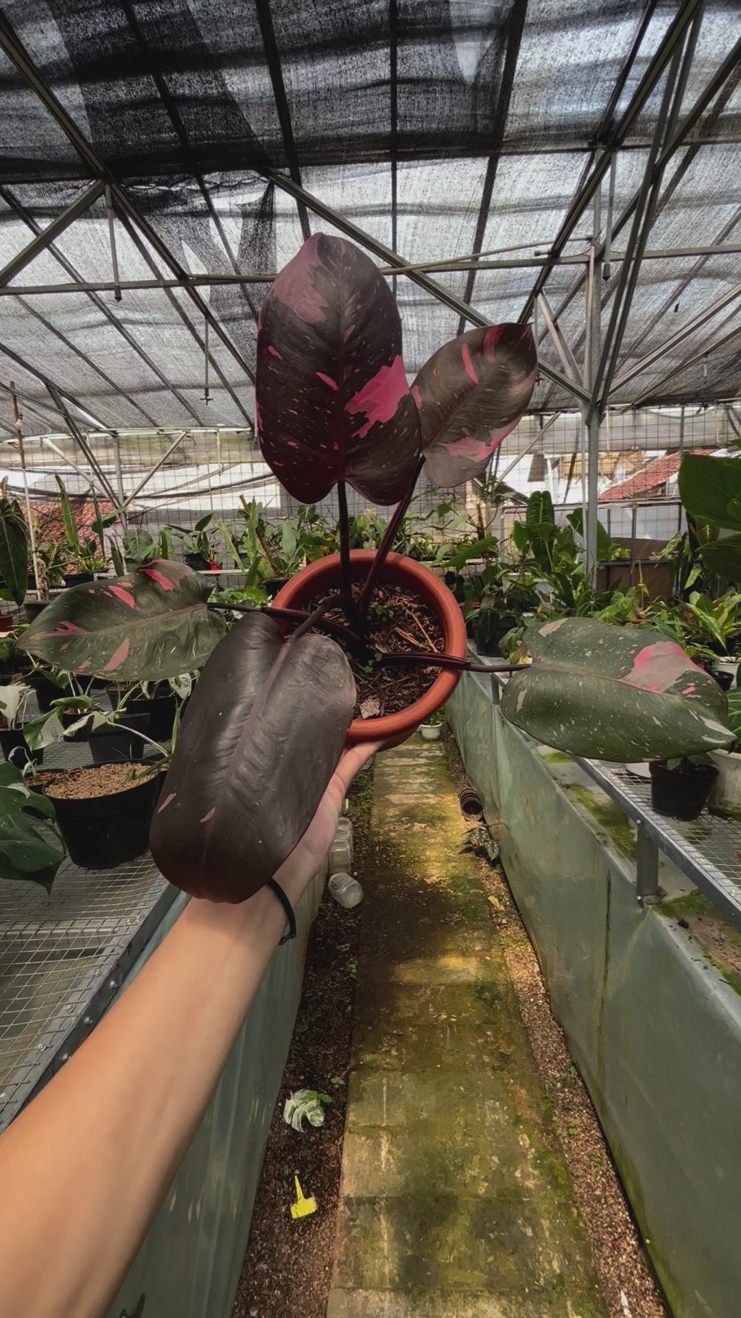 RP015-3 Philodendron Pink Princess Black Cherry