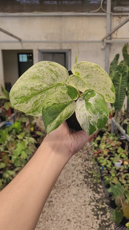 Scindapsus Cream Blue