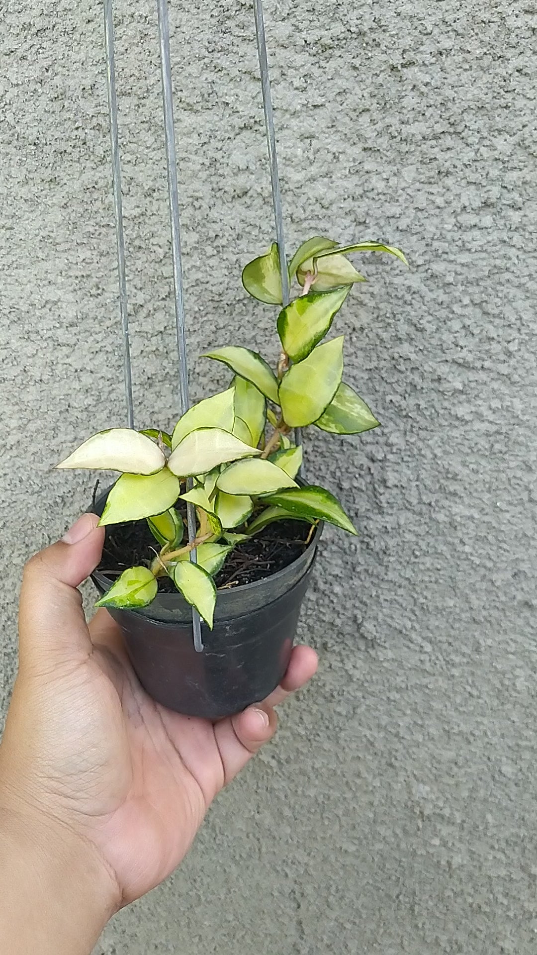 Hoya Lacunosa Tricolor Souma