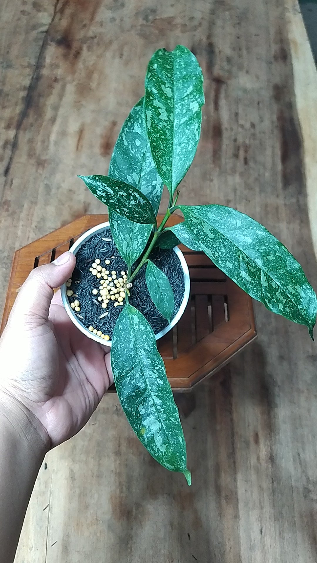 Hoya Ocultata Splash