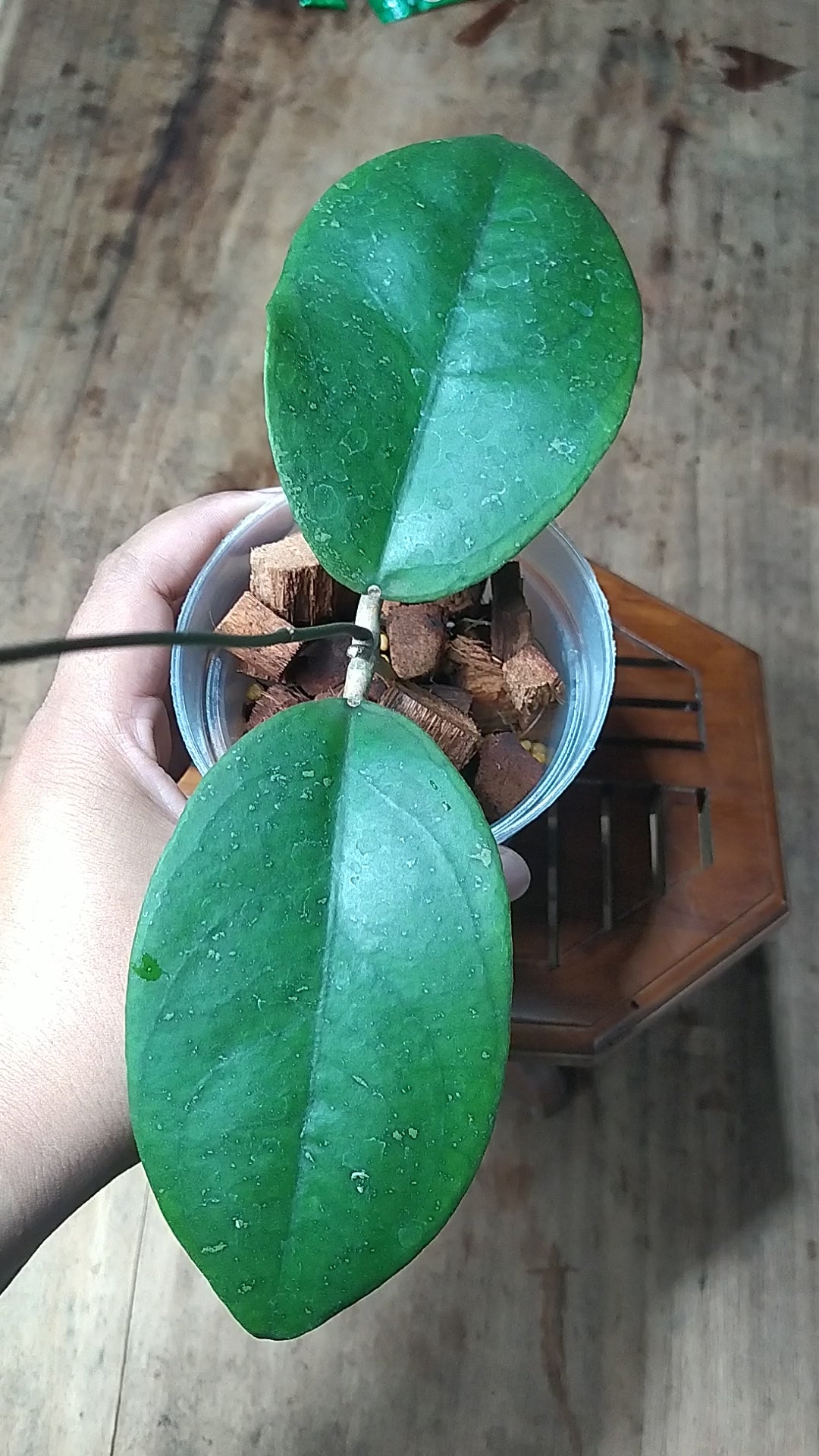 Hoya SP Cikidang