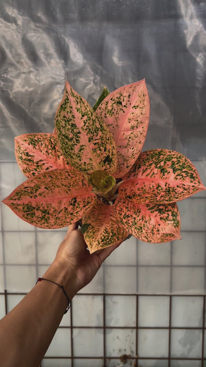 Aglaonema Orange Stardust