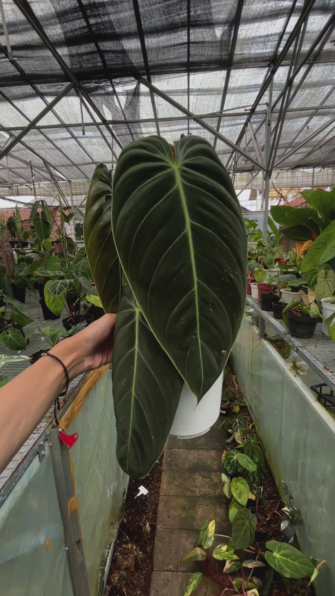 RP023-3	Philodendron Melanochrysum Long