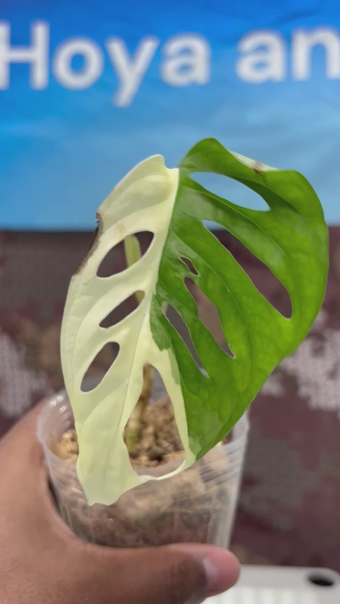 A422 Monstera Adansoni Albo Variegated