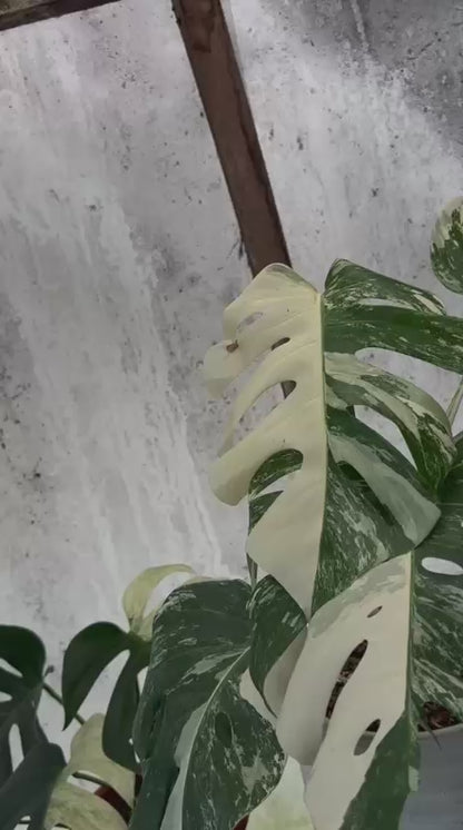 RP90-5 Monstera Albo White Tiger