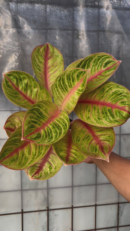 Aglaonema Amber