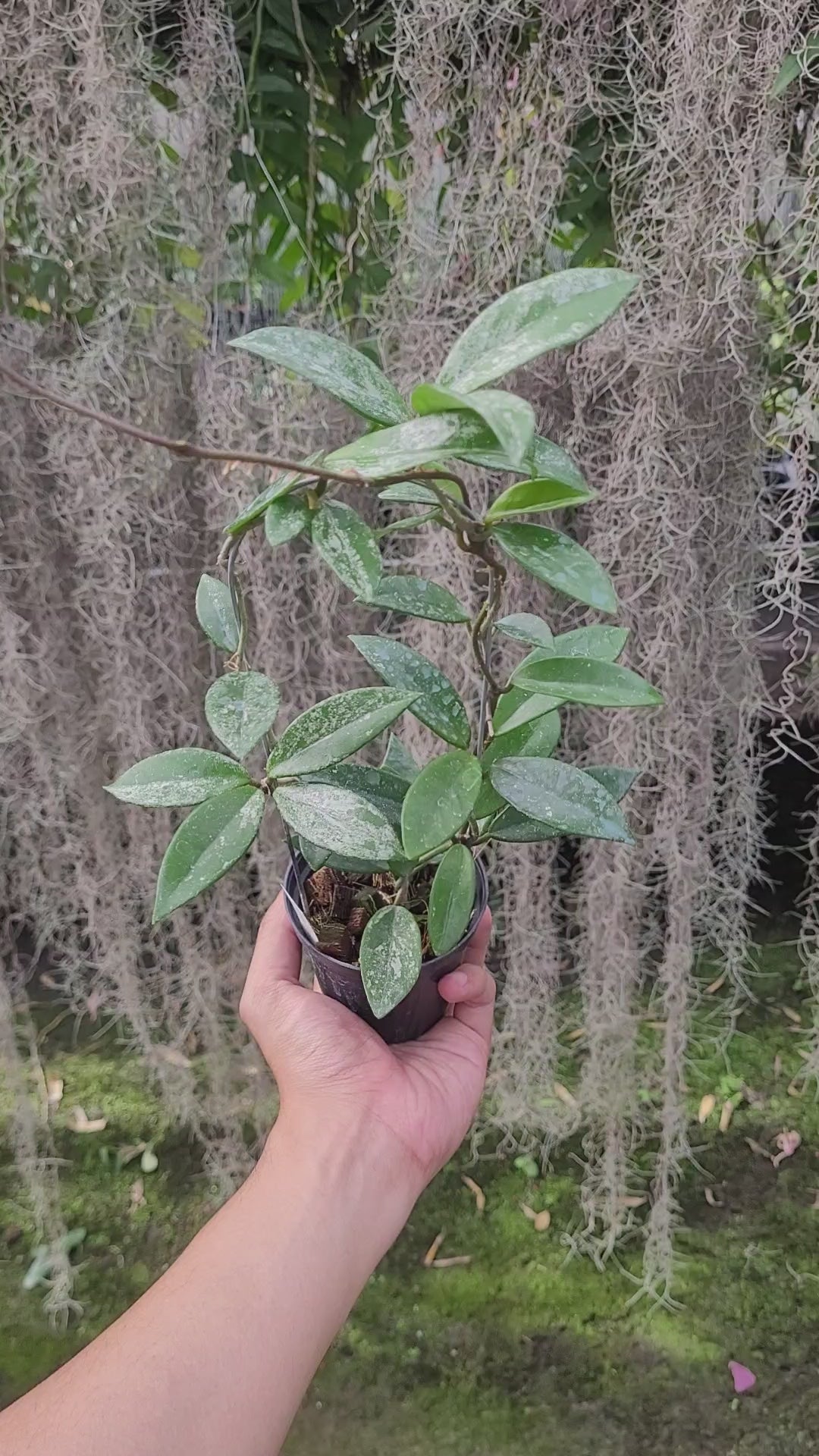 Hoya Carnosa Wilbur Graves