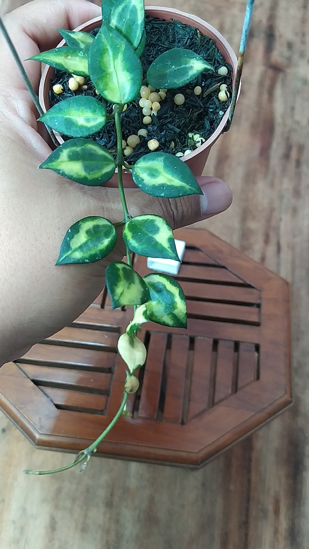 Hoya Lacunosa Ilumi