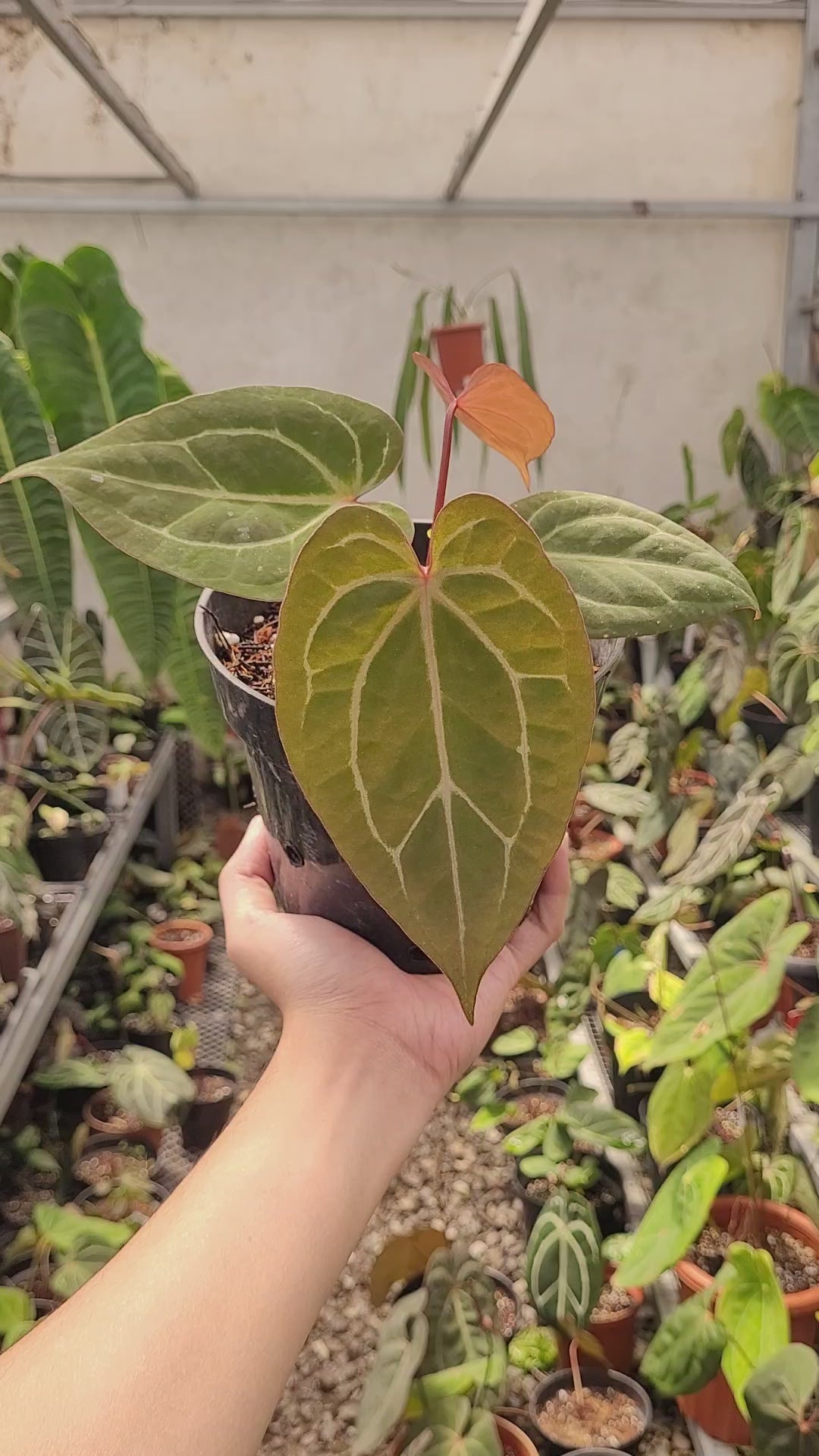 Anthurium Black Velvet Indonesia Type x (Zara x Michelle)