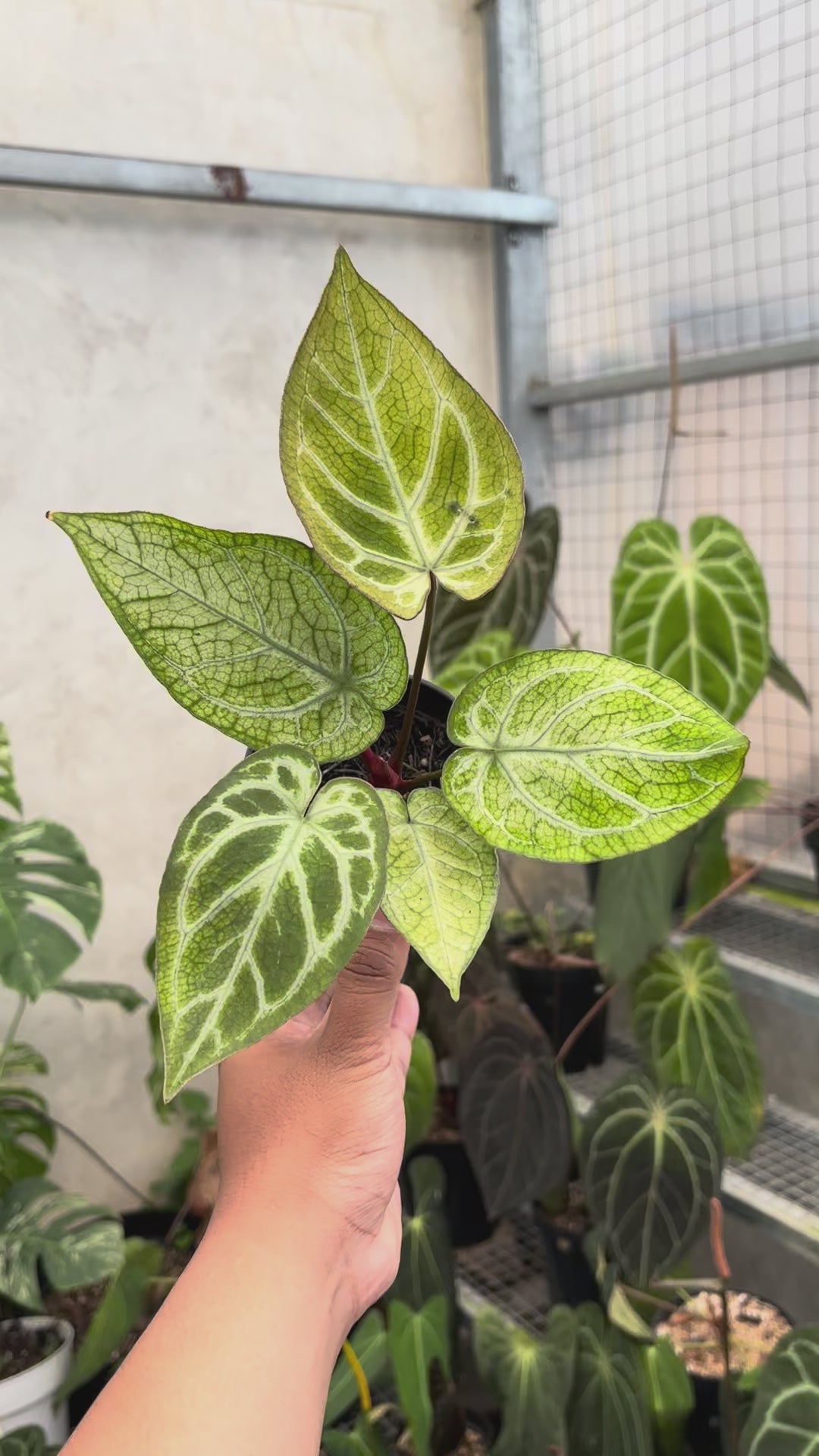 Anthurium Papi Variegated x Bvit Zara Michelle