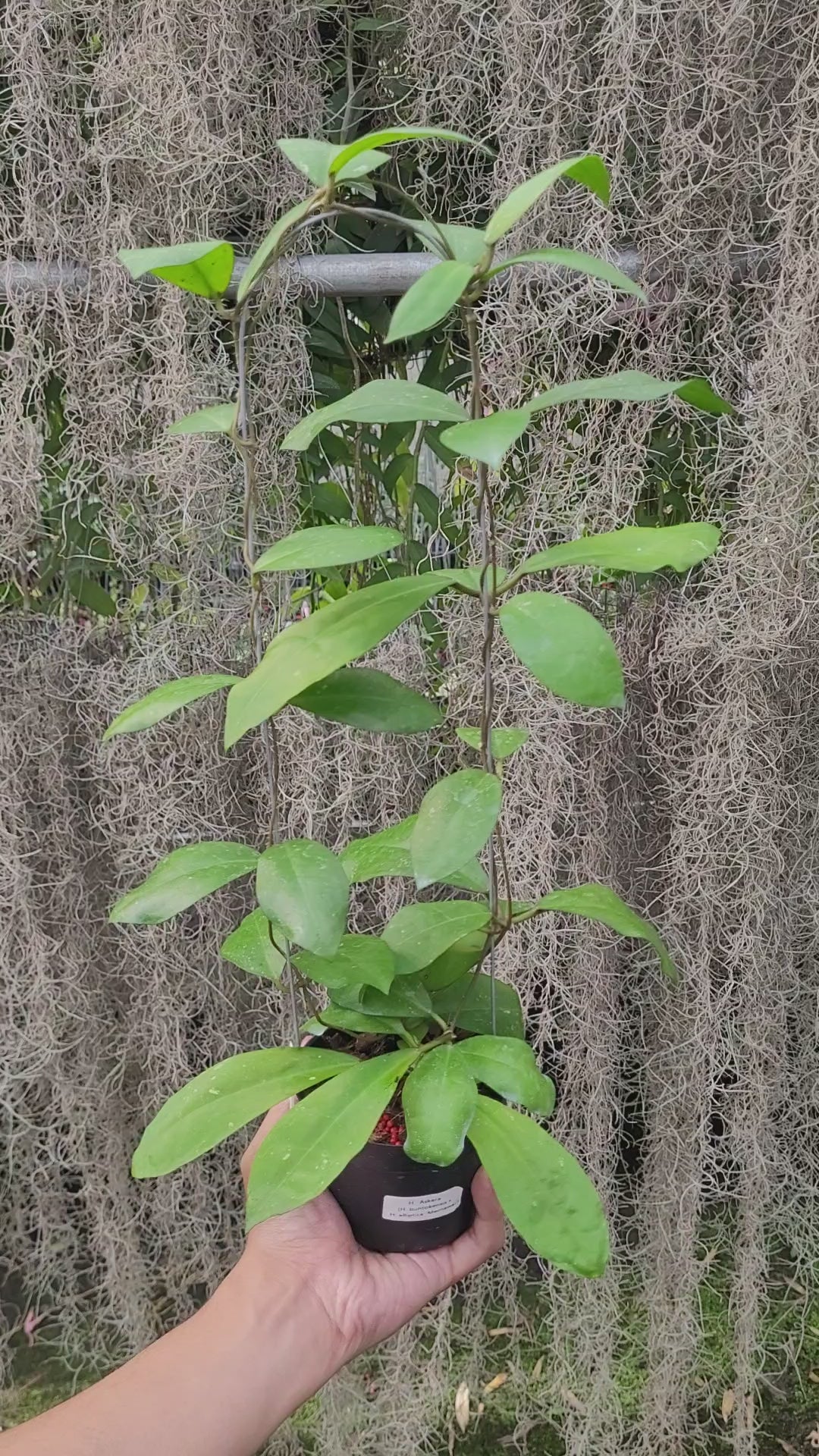 Hoya Askara (Buntokensis x Elliptica Mentawai)