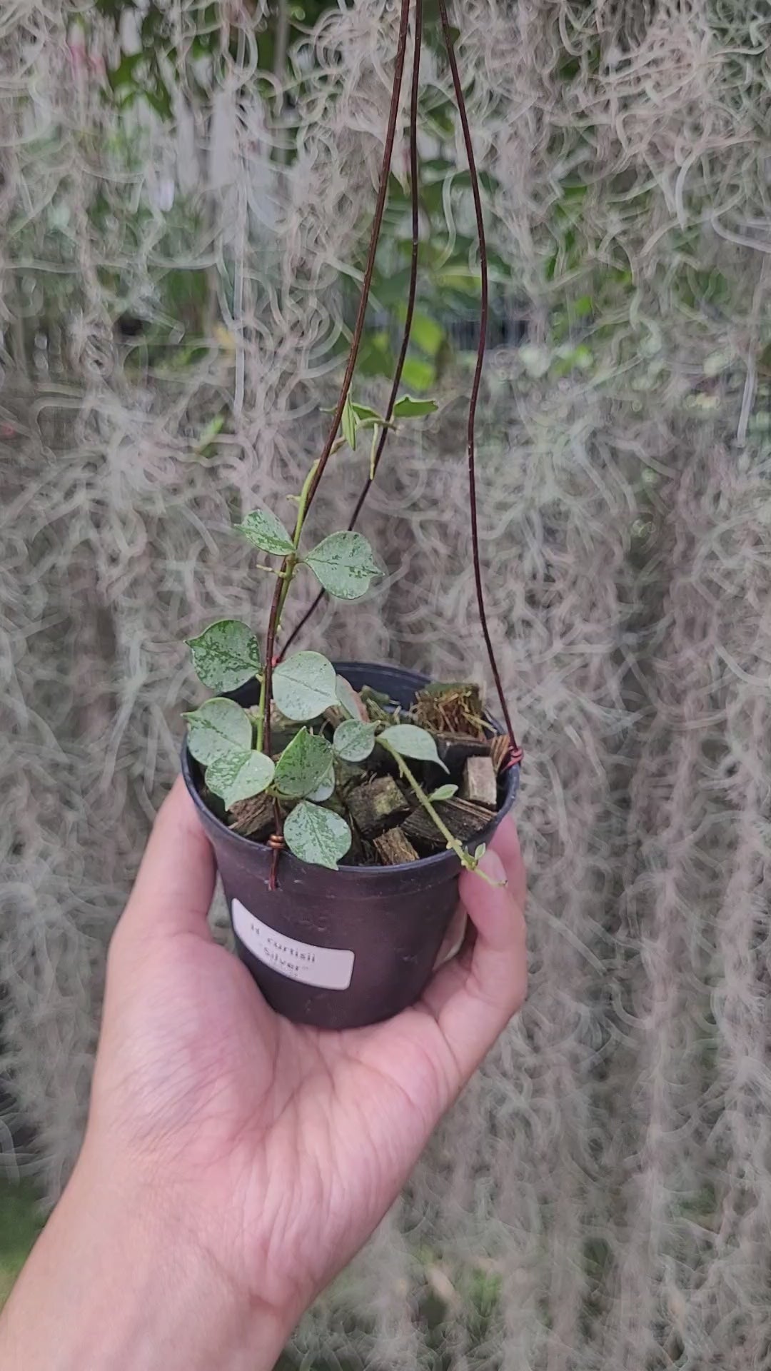 Hoya Curtisii Silver