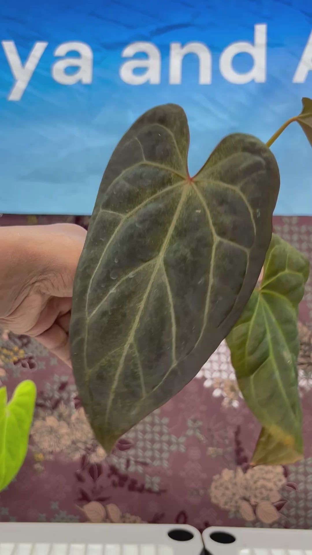A214 Anthurium BVIT X Zara Michele