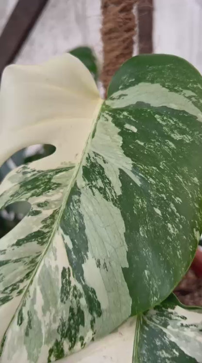 RP59-2 Monstera Albo Variegated