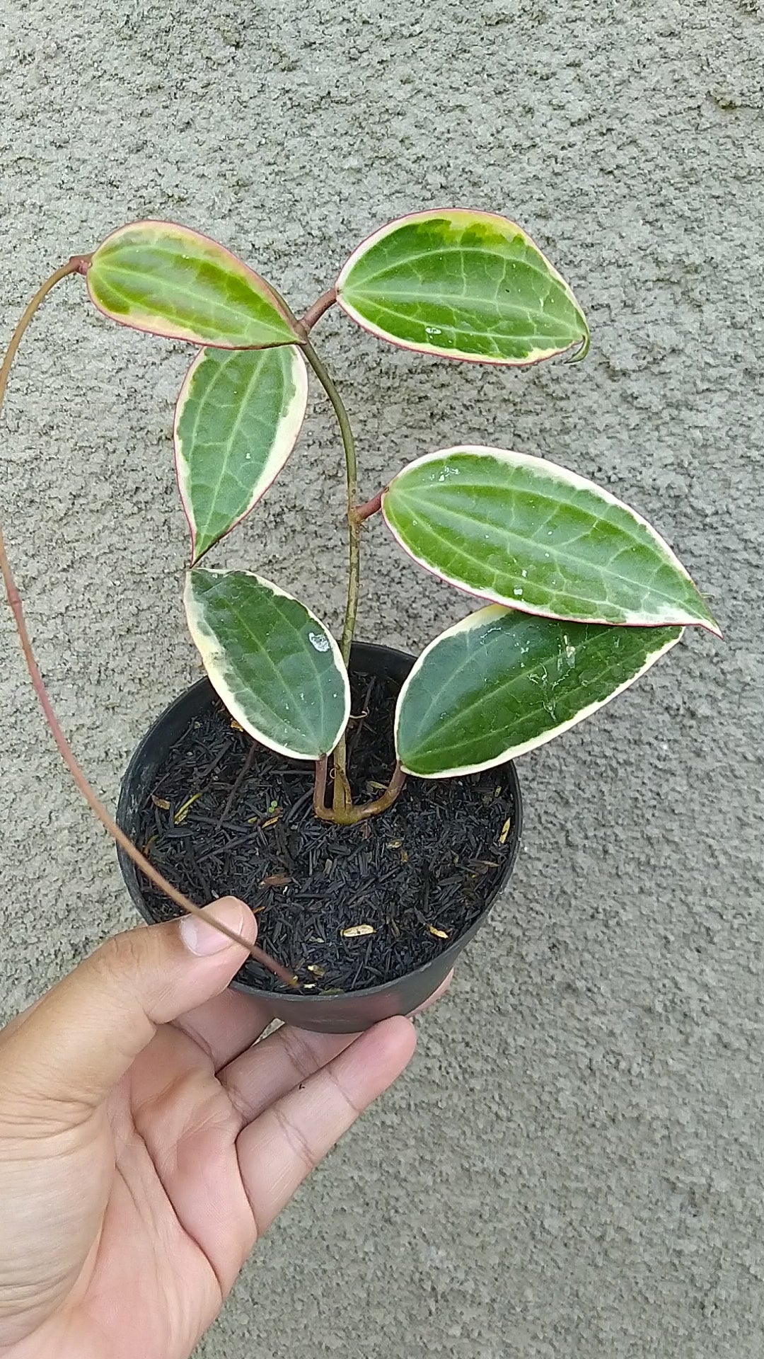 Hoya Macrophylla Variegated