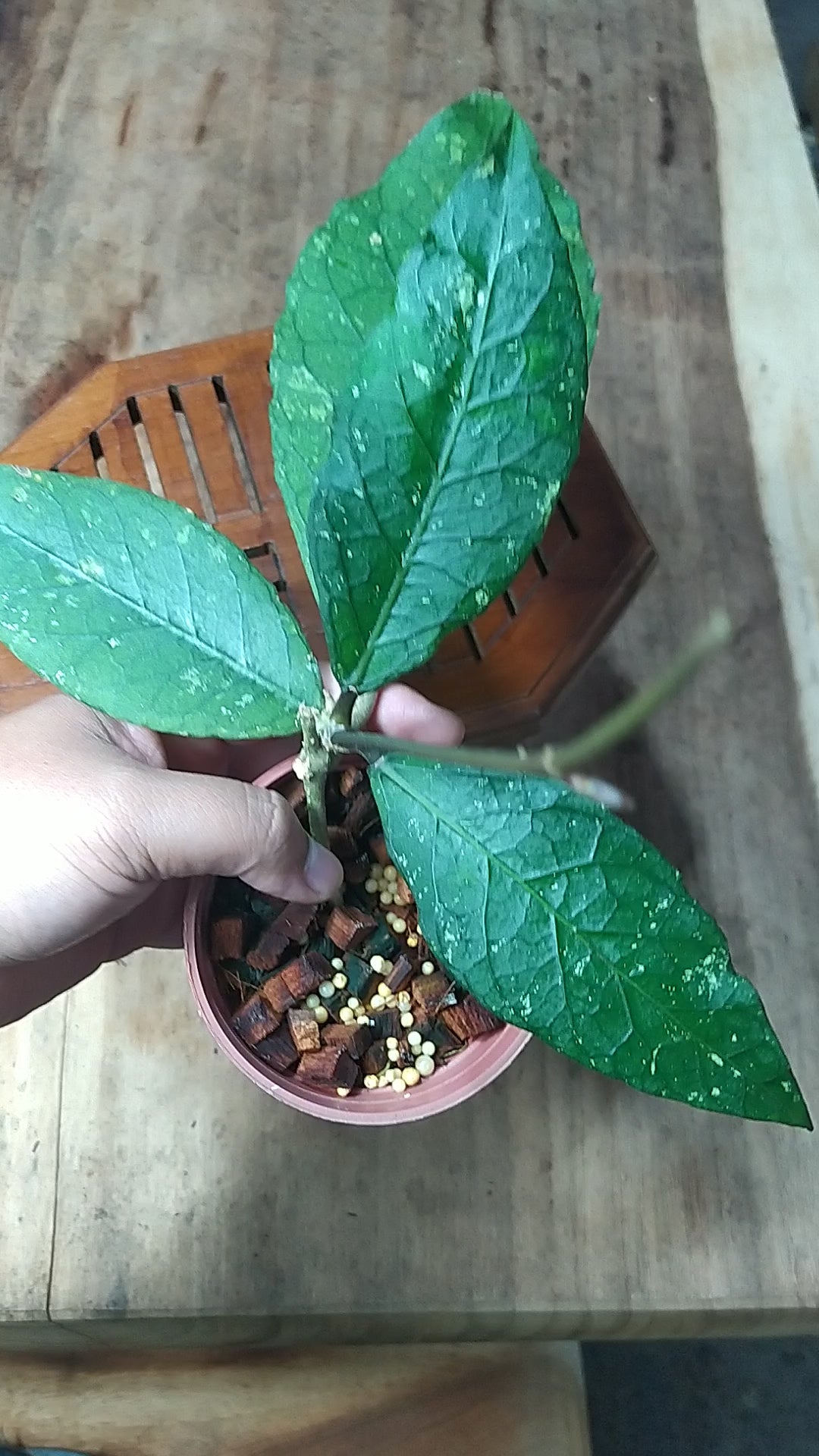 Hoya SP Aceh Gayo