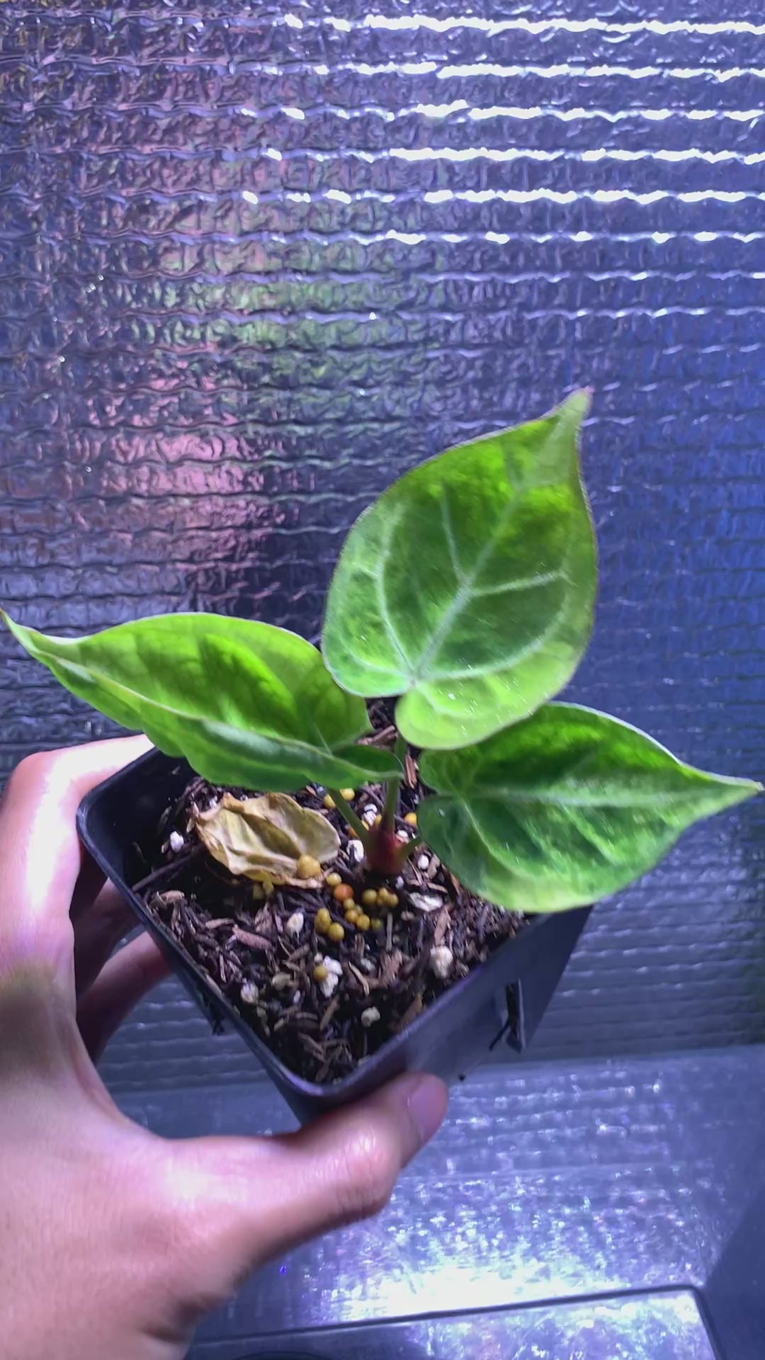 RP68-8	Anthurium Silver Blush x Domino Variegated