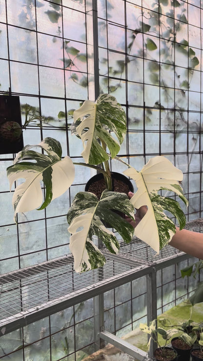 Monstera albo white tiger
