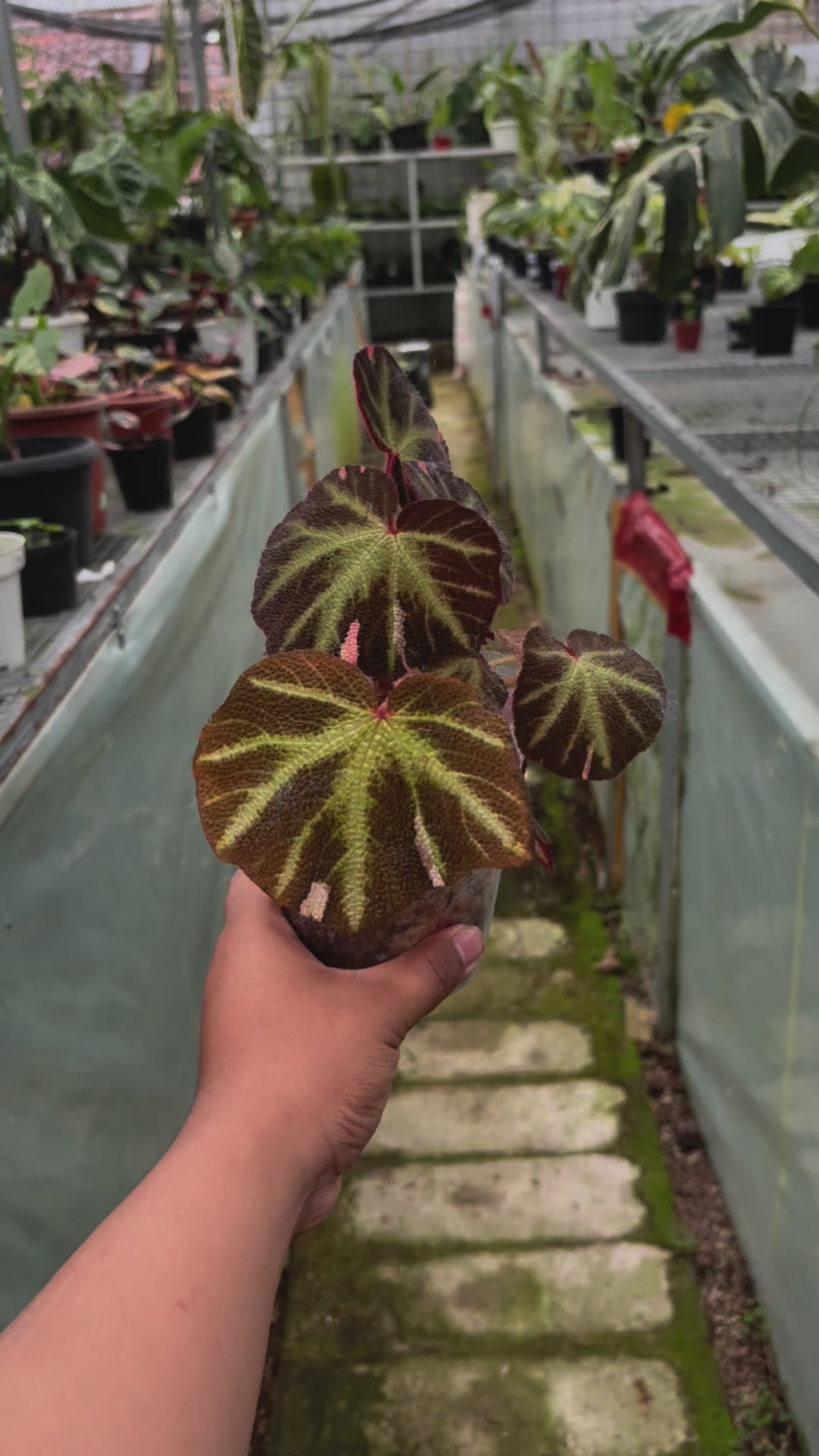 Begonia Soli Mutata Variegated