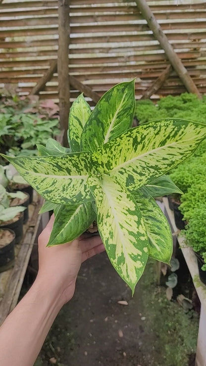 Diffenbachia Sparkle