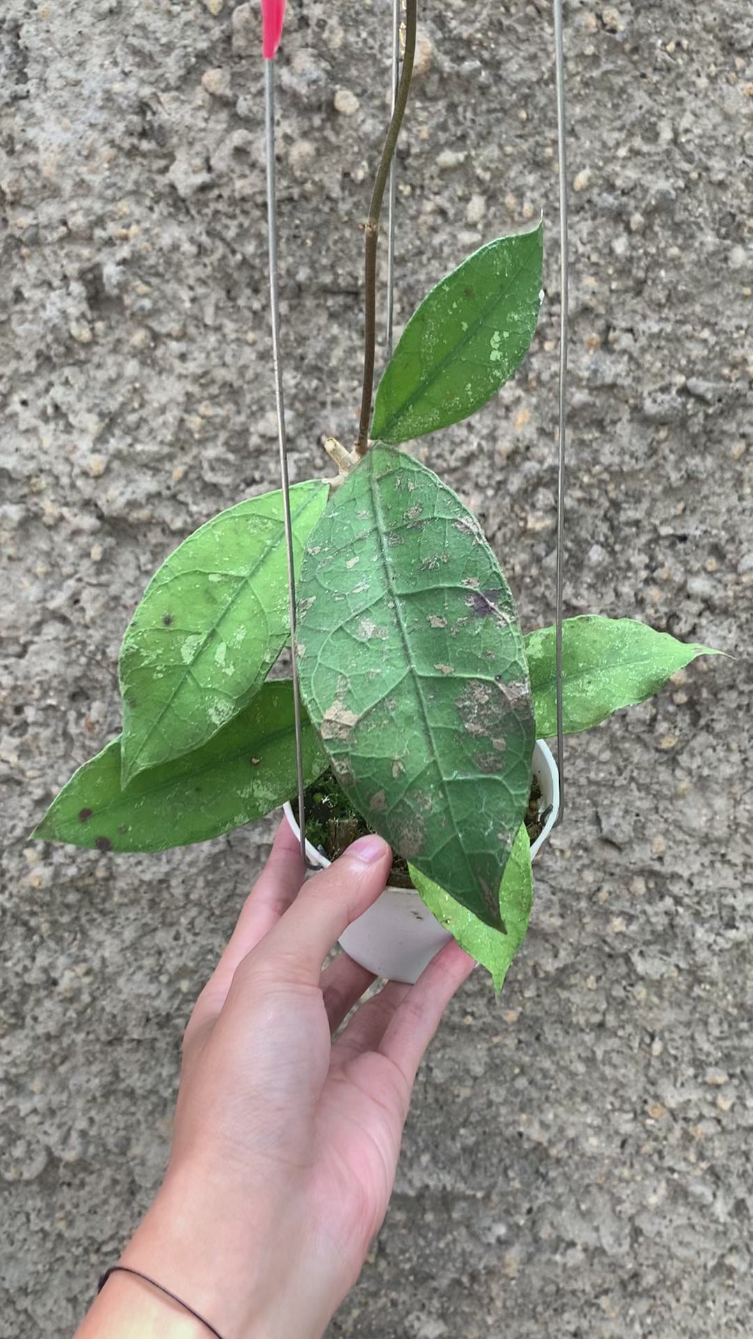Hoya Lambii