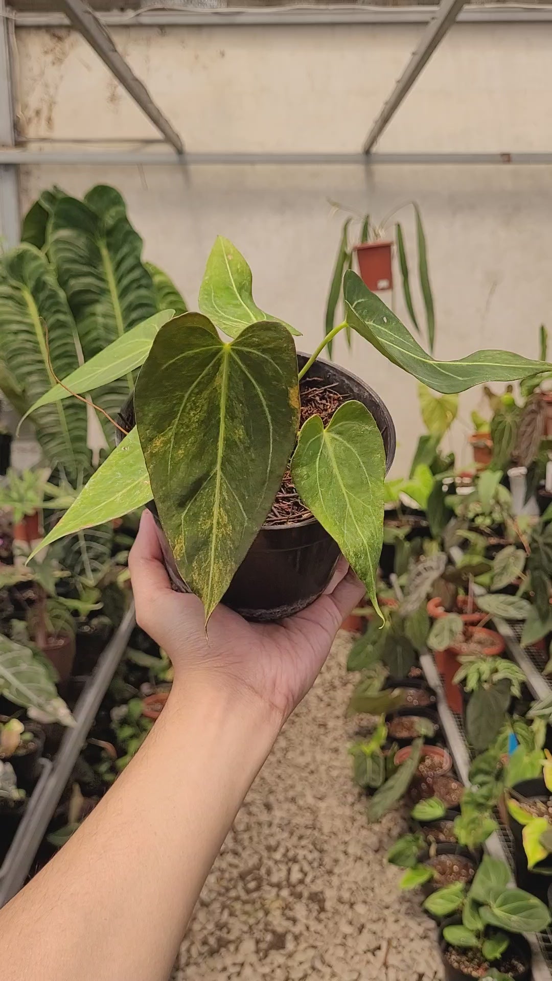 Anthurium Papilillaminum Pink x King Of Spades