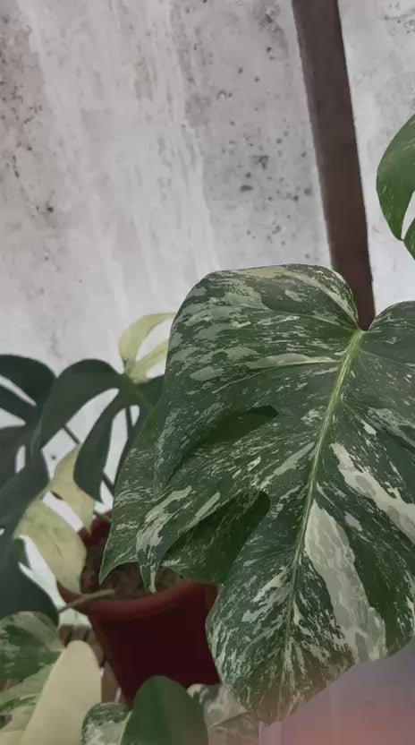 RP85-5 Monstera Albo Variegated