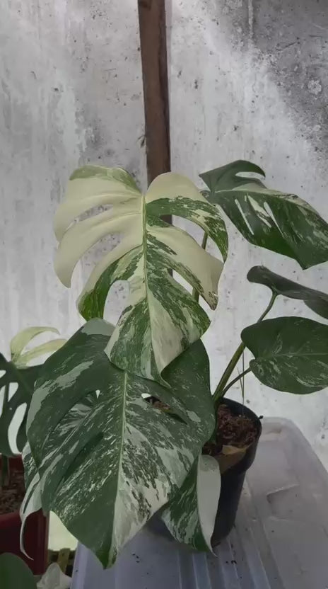 RP91-5 Monstera Albo White Tiger