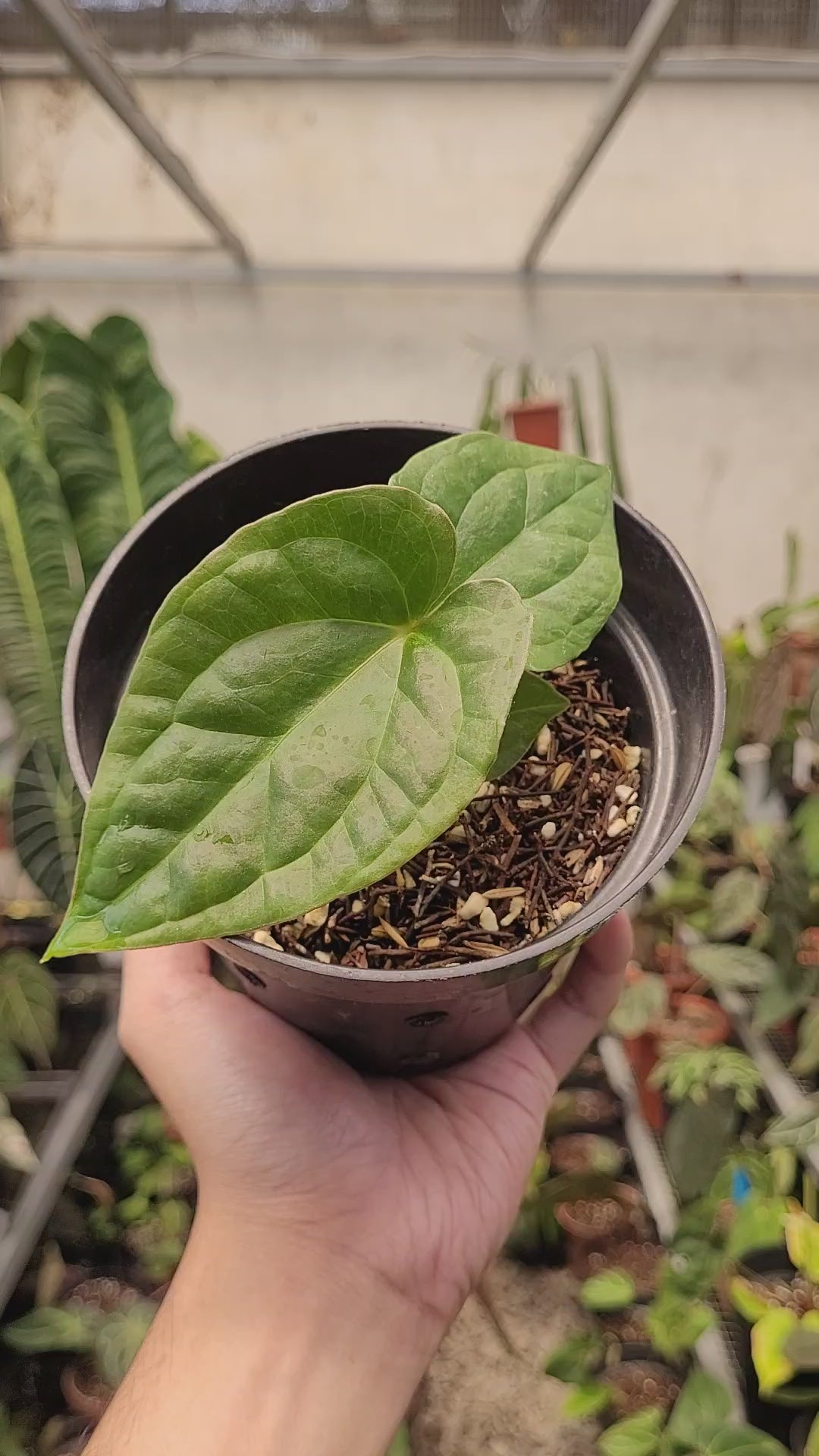 Anthurium Papilillaminum x Luxurians