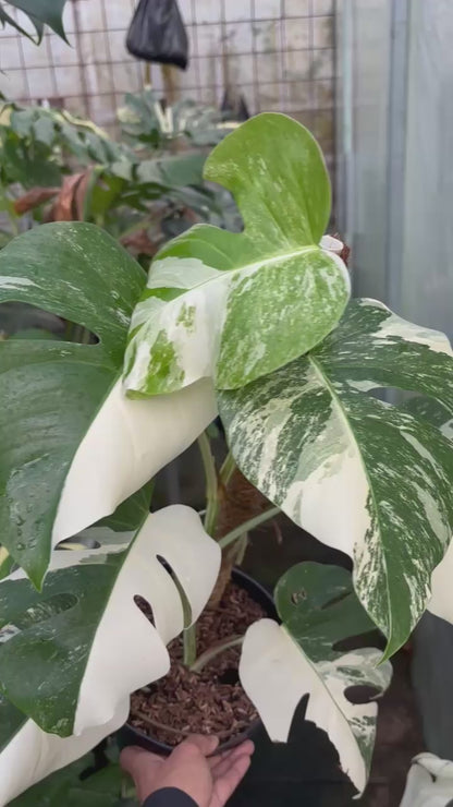 RP97-5 Monstera Albo White Tiger
